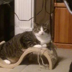 Meet your Posher, Raecheal